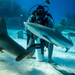 Caribbean reef shark crossing in front of a kneeling feeder, another overhead, Shark Junction, Grand Bahama, Bahamas