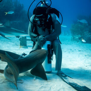 Nurse shark circling at the knees of a feeder seated on his bait tube, Shark Junction, Grand Bahama, Bahamas