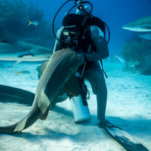 Nurse shark rising against the chest of a kneeling shark feeder, Shark Junction, Grand Bahama, Bahamas