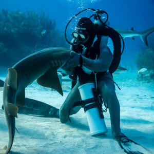 Shark feeder guiding a curving nurse shark with his gloved hand, Shark Junction, Grand Bahama, Bahamas