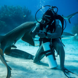 Nurse shark bending around the feeder, reef sharks cruising in background, Shark Junction, Grand Bahama, Bahamas