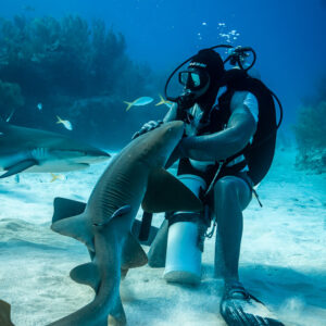 Feeder resting a hand on a nurse shark's head, reef shark passing, Shark Junction, Grand Bahama, Bahamas