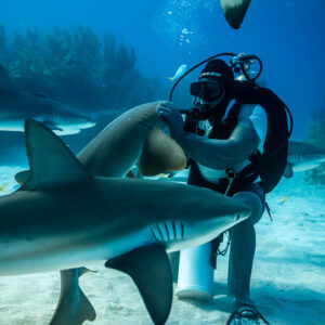 Caribbean reef shark sweeping past while the feeder handles a nurse shark, Shark Junction, Grand Bahama, Bahamas