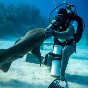 Chain-mail glove gripping a nurse shark's snout beside the bait tube, Shark Junction, Grand Bahama, Bahamas