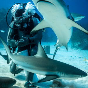 Deux requins de récif des Caraïbes tournant autour du nourrisseur, l’un vu de dessous, Shark Junction, Grand Bahama, Bahamas