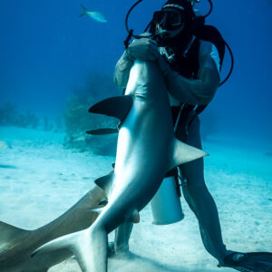 Feeder holding a Caribbean reef shark vertically, tail down in the sand, Shark Junction, Grand Bahama, Bahamas