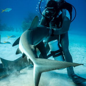 Caribbean reef shark twisting in the feeder's arms amid stirred-up sand, Shark Junction, Grand Bahama, Bahamas