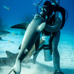 Feeder cradling an upright Caribbean reef shark, fins spread, sand plume below, Shark Junction, Grand Bahama, Bahamas