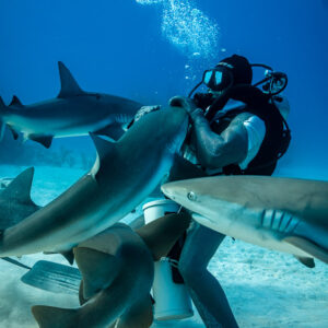 Caribbean reef sharks and nurse sharks crowding the feeder in a frenzy, Shark Junction, Grand Bahama, Bahamas