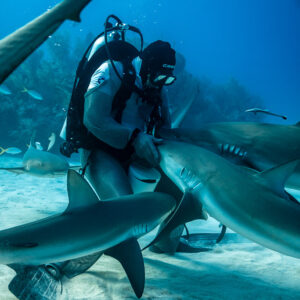 Several Caribbean reef sharks jostling at the feeder's waist, Shark Junction, Grand Bahama, Bahamas