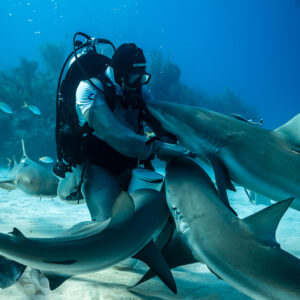 Feeder gripping a reef shark's head as others press around him, Shark Junction, Grand Bahama, Bahamas