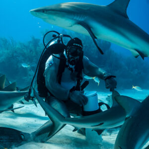 Caribbean reef shark gliding above the feeder, yellowtail snapper in foreground, Shark Junction, Grand Bahama, Bahamas