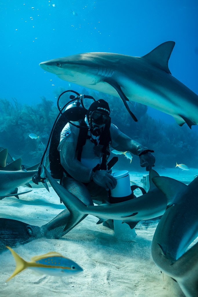Caribbean reef shark gliding above the feeder, yellowtail snapper in foreground, Shark Junction, Grand Bahama, Bahamas