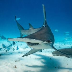 Great hammerhead approaching head-on over sand, dorsal fin raised high, Bimini, Bahamas