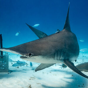 Great hammerhead passing close to a diver by a bait box with jacks and nurse shark, Bimini, Bahamas