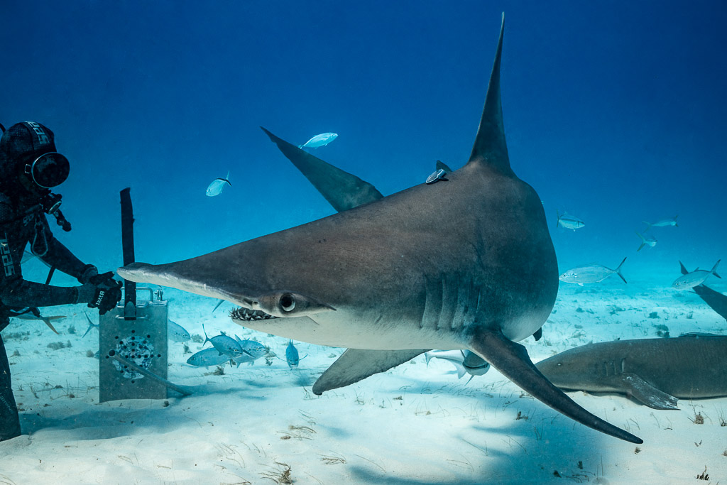 Great hammerhead passing close to a diver by a bait box with jacks and nurse shark, Bimini, Bahamas