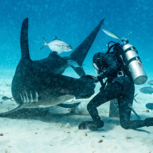 Feeder kneeling on sand guiding a great hammerhead's head, jacks around, Bimini, Bahamas