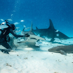 Great hammerhead taking bait from a kneeling feeder, nurse shark in foreground, Bimini, Bahamas