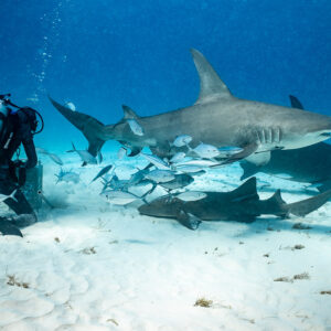 Great hammerhead cruising over jacks and nurse sharks toward the feeder, Bimini, Bahamas