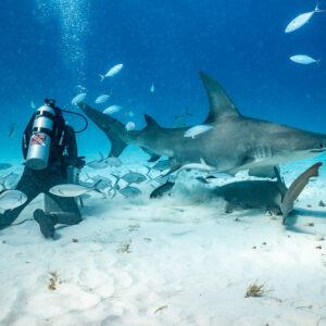 Wide view of a great hammerhead, feeder and jacks over white sand, Bimini, Bahamas