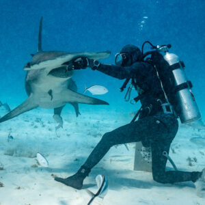 Feeder with outstretched arm on a great hammerhead's cephalofoil, Bimini, Bahamas
