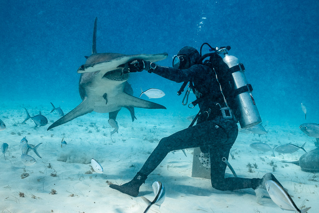 Feeder with outstretched arm on a great hammerhead's cephalofoil, Bimini, Bahamas
