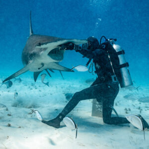 Feeder's hand on a great hammerhead's head, jacks darting over sand, Bimini, Bahamas