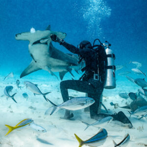 Great hammerhead rearing up beside the feeder among jacks and snappers, Bimini, Bahamas