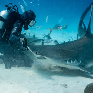Great hammerhead sweeping low past the kneeling feeder's hand, Bimini, Bahamas