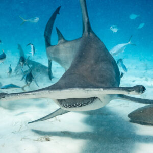 Head-on great hammerhead showing its teeth, dorsal fin towering, Bimini, Bahamas