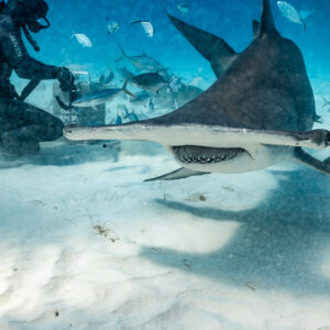 Great hammerhead skimming the sand in front of the feeder and bait box, Bimini, Bahamas