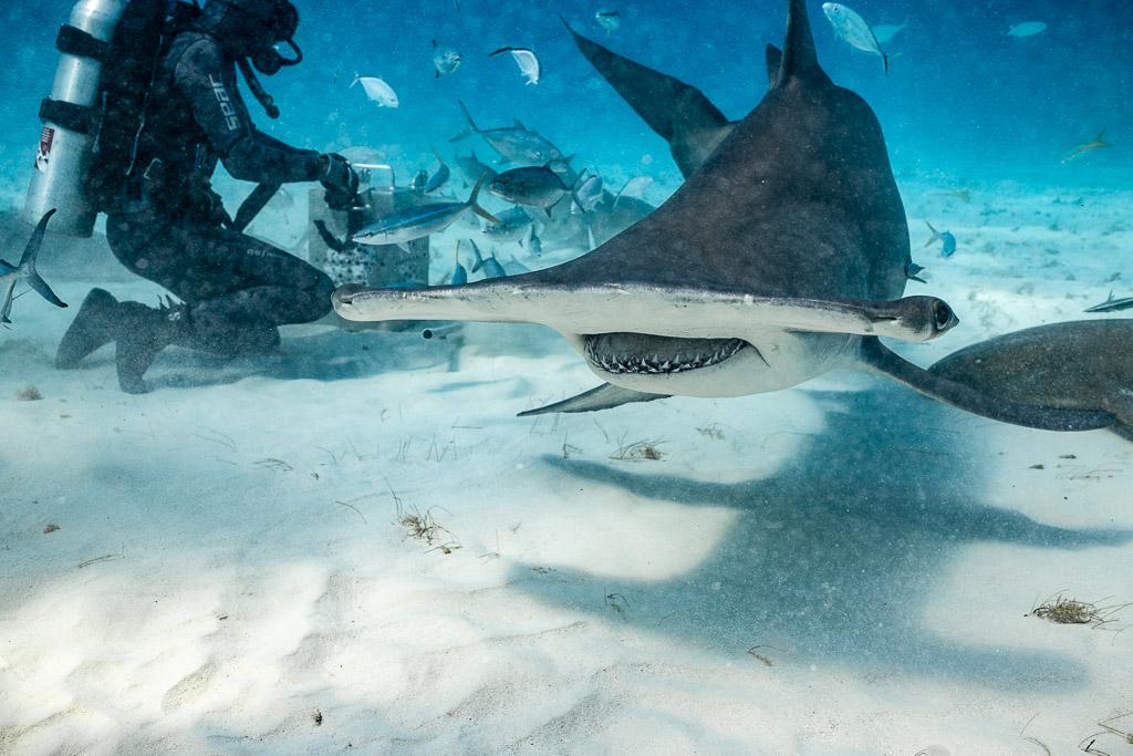 Great hammerhead skimming the sand in front of the feeder and bait box, Bimini, Bahamas