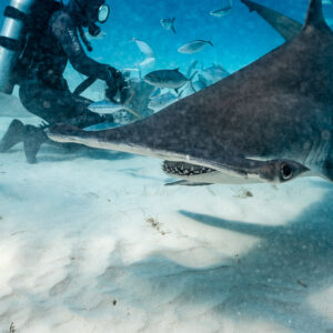 Great hammerhead banking past the feeder, cephalofoil and eye in profile, Bimini, Bahamas