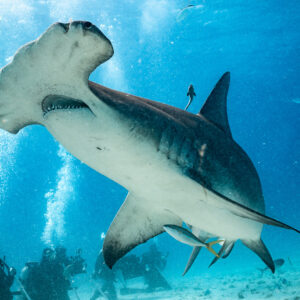Great hammerhead banking overhead, row of divers watching below, Bimini, Bahamas