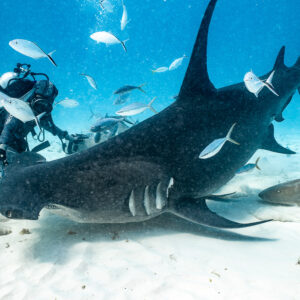 Great hammerhead nosing into the sand by the feeder, jacks overhead, Bimini, Bahamas
