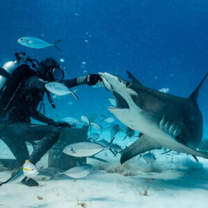 Great hammerhead turning open-mouthed toward the feeder's hand, Bimini, Bahamas