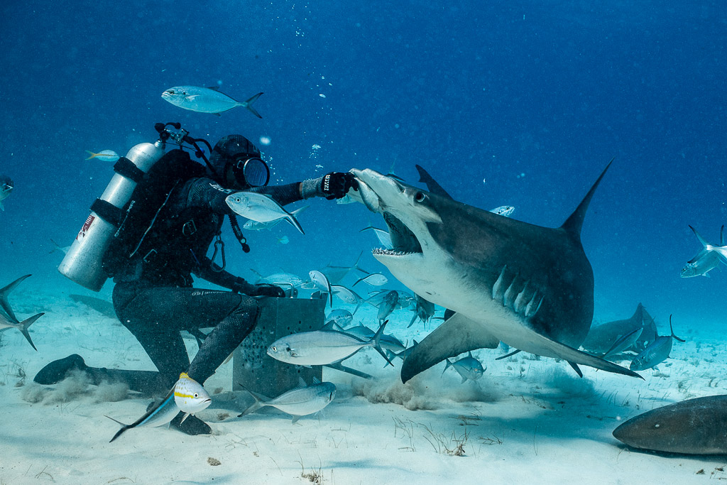 Great hammerhead turning open-mouthed toward the feeder's hand, Bimini, Bahamas