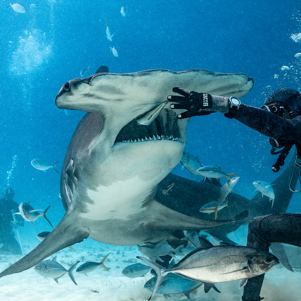 Gros plan d’un grand requin-marteau dressé gueule ouverte contre le nourrisseur, Bimini, Bahamas