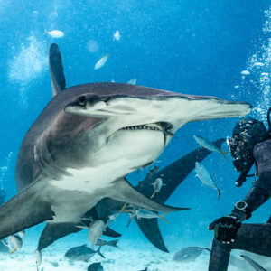 Close great hammerhead turning before the feeder, mouth open, Bimini, Bahamas