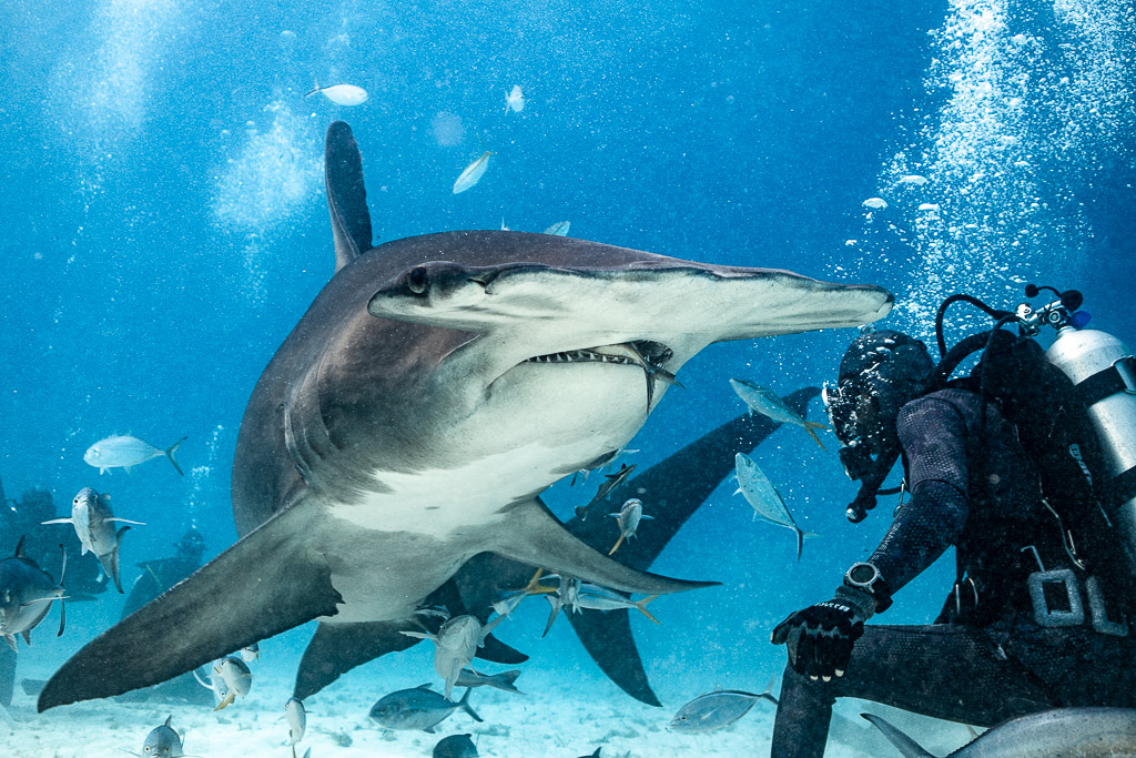 Close great hammerhead turning before the feeder, mouth open, Bimini, Bahamas