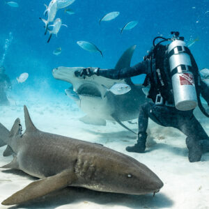 Nurse shark in foreground as a great hammerhead feeds at the bait box, Bimini, Bahamas