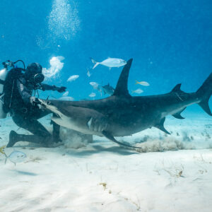 Great hammerhead sliding along the sand past the feeder, sand cloud trailing, Bimini, Bahamas