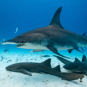 Great hammerhead in profile gliding above resting nurse sharks, Bimini, Bahamas