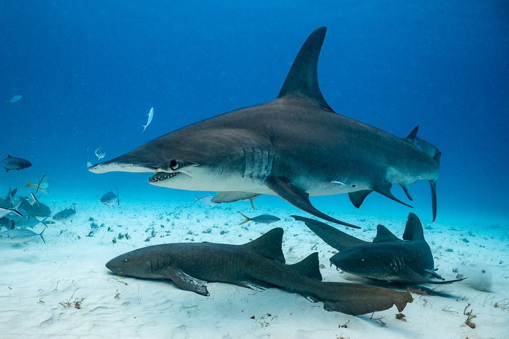 Great hammerhead in profile gliding above resting nurse sharks, Bimini, Bahamas