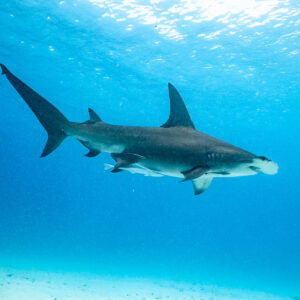 Great hammerhead cruising in open blue water above the sand, Bimini, Bahamas