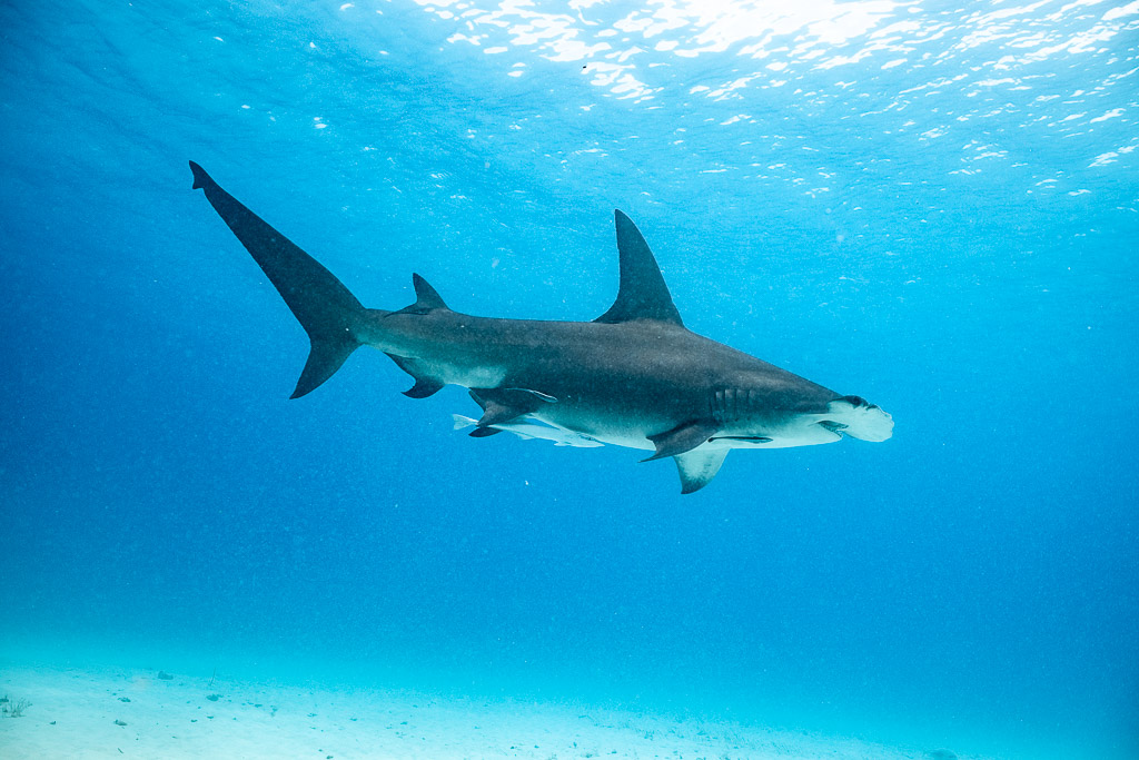Grand requin-marteau croisant en pleine eau bleue au-dessus du sable, Bimini, Bahamas