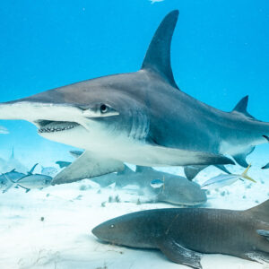 Great hammerhead passing close over jacks and a nurse shark, Bimini, Bahamas