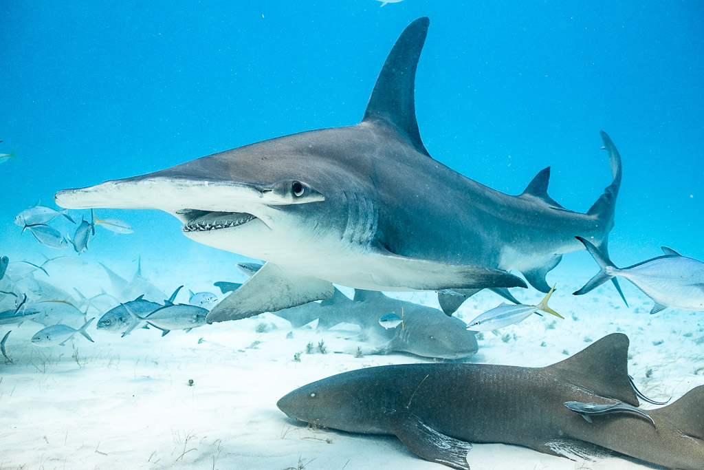 Great hammerhead passing close over jacks and a nurse shark, Bimini, Bahamas
