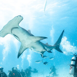 Backlit great hammerhead overhead, photographers kneeling on the sand, Bimini, Bahamas