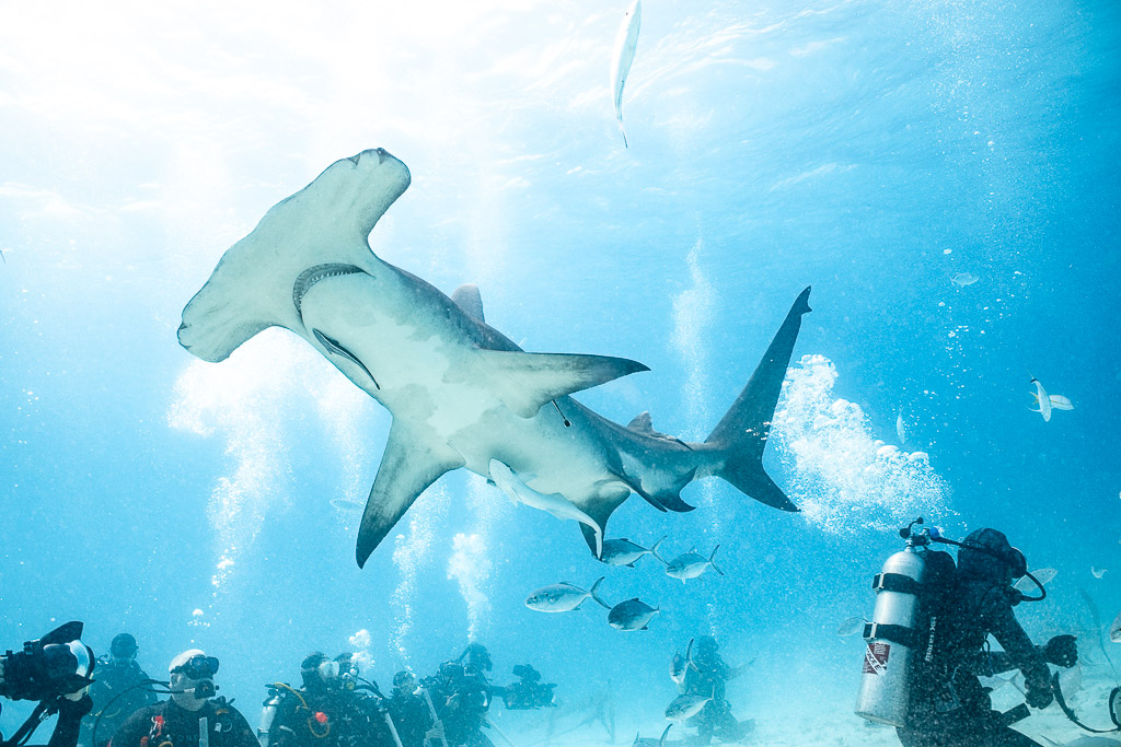 Backlit great hammerhead overhead, photographers kneeling on the sand, Bimini, Bahamas